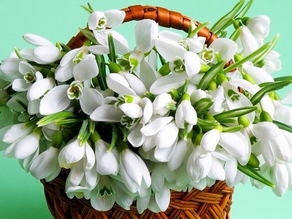 Михаил Викторов: Поздравляю милых дам с прекрасным праздником Весны!