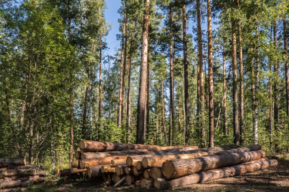 В России никто не знает, сколько у нее лесных запасов и какого они качества