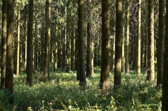 Рослесхоз установил границы лесничеств РФ для защиты лесов от застройки