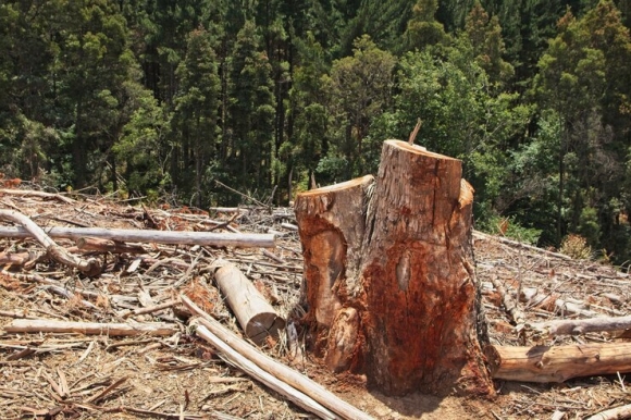 Цементный завод рискует остановиться из-за «лесного дела» в Минприроды