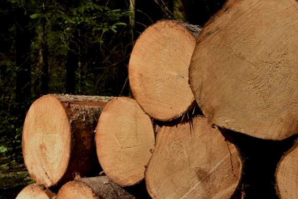В Тверской области запустят производство модифицированной древесины по инновационной технологии